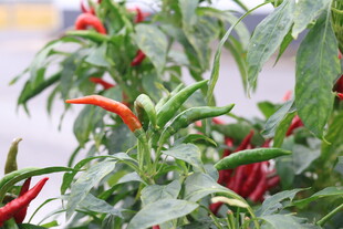 红辣椒植株特写