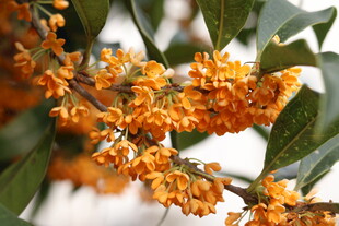 枝头桂花香艳绽放