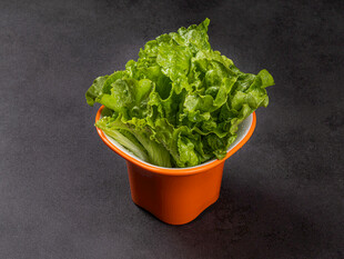 橙色花盆中的鲜嫩生菜