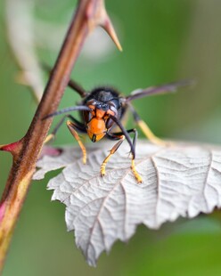 黑蜂停叶上特写