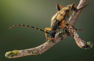 树枝上的长角甲虫