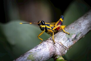 树枝上的彩色蚂蚱