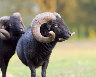 草原上的双角大绵羊