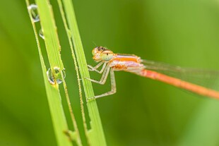 红蜻蜓停驻绿色植物上