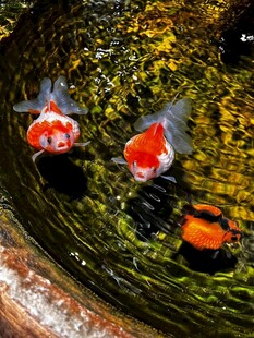 金鱼
