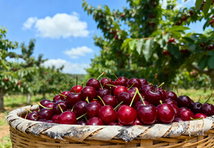 果园里的一筐紫樱桃