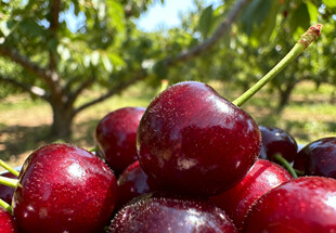 新鲜的成熟樱桃