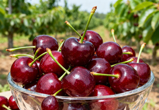 玻璃碗中的红樱桃