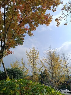 秋日斑斓树木景致