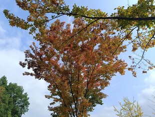 秋日树梢斑斓红叶