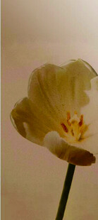 黄色单朵花 背景 海报