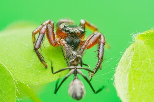 蜘蛛捕食昆虫瞬间