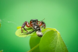 绿叶上的多彩蜘蛛