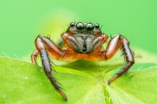 微距下的跳跃蜘蛛