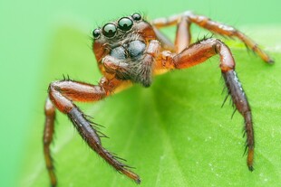 微距下的跳跃蜘蛛
