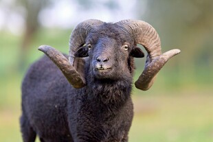 黑绵羊特写