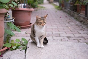 小巷中休憩的可爱猫咪