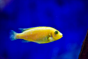 黄色小鱼在水中游动