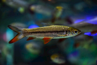 美丽斑纹观赏鱼