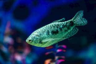 游动的斑斓观赏鱼