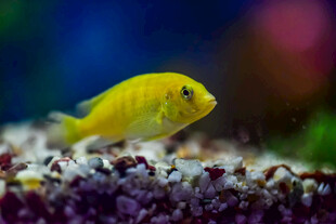 黄色小鱼在多彩水族环境中