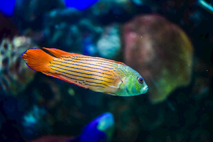 多彩条纹观赏鱼