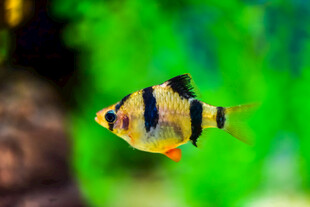 条纹小鱼在水中游动