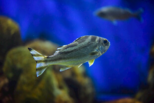 水族馆中游动的条纹小鱼