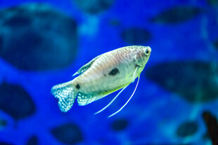 水中游动的美丽观赏鱼