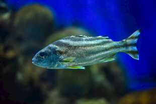 条纹鱼在水中游动