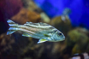 水中游动的条纹小鱼