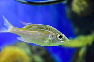 水中游弋的美丽观赏鱼