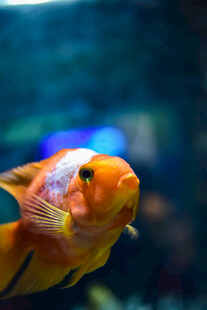 色彩艳丽的观赏金鱼