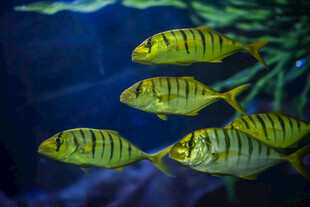 游动的条纹鱼群