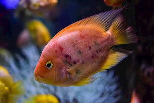 色彩艳丽的观赏鱼