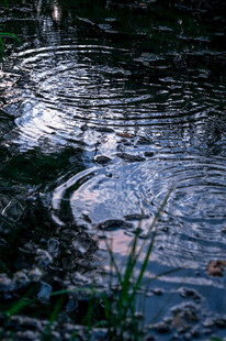 水面涟漪与岸边绿植景象