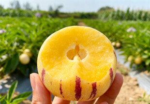 咬了一口的人参果