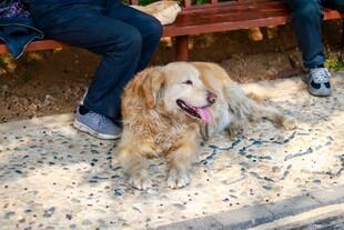 长椅下的金毛犬