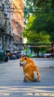 街头蹲坐的可爱金毛犬