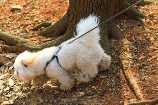 树下拴绳的白色小狗