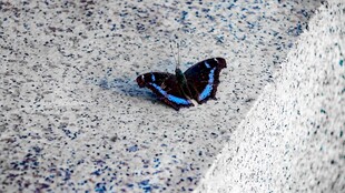 地面上的蓝黑蝴蝶