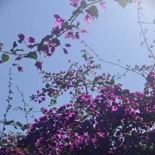 蓝天映衬下的艳丽三角梅