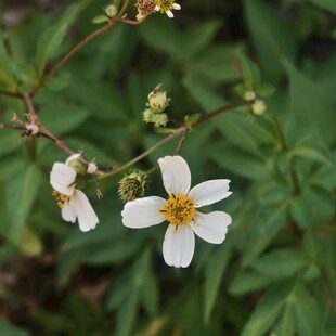 白色小花绽放于绿叶间