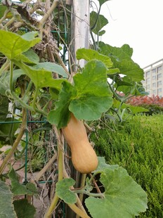 藤蔓上的黄色南瓜