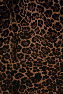 豹纹图案纹理特写