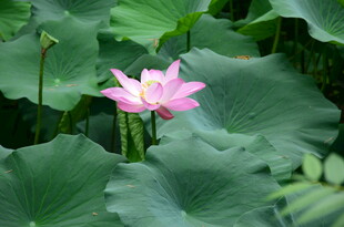 娇艳荷花绽放于绿叶间