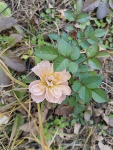 地上绽放的单朵浅粉花朵