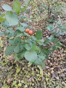 枝头红果绿叶相伴