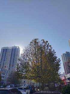 城市中树木与高楼景观