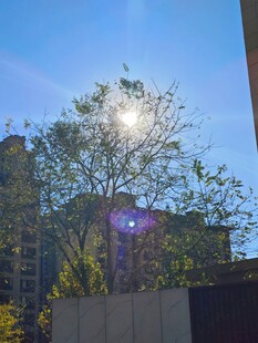 阳光下的树木与高楼